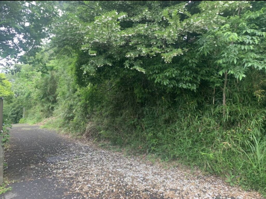 藤沢市 山林 599㎡